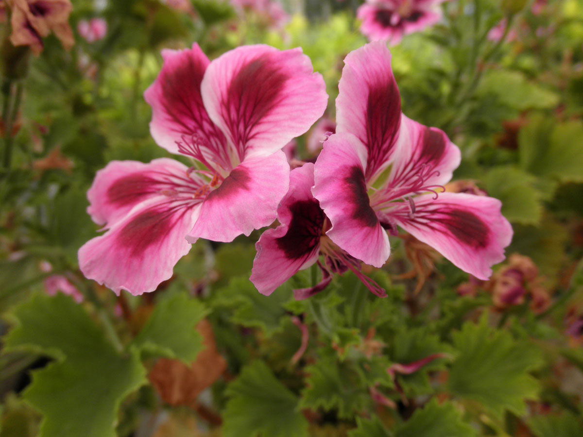 شمعدانی اژدری